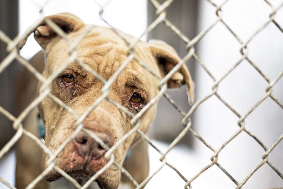 Dog behind a residential fence in a Dallas neighborhood